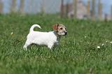 JACK RUSSEL 140